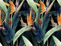 2201912 - 61_ kwiat sterlicja tropikalny na czarnym - AdobeStock_323440293.jpg